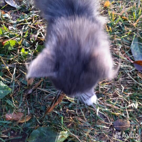 Кошка в дар