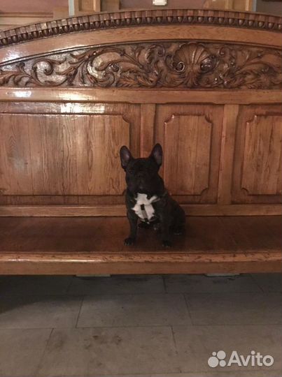 Ищем невесту ) французский бульдог, вязка