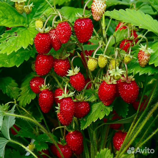 Рассада земляники ремонтантная