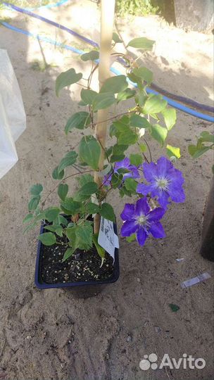 Клематис С2 Stefan Franczak