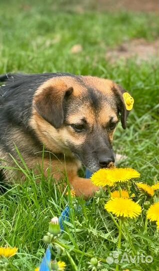 Кукла маленькая квартирная собачка в добрые руки