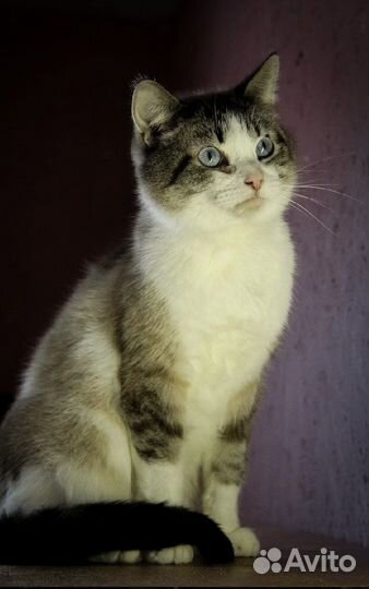 Кошки в добрые руки