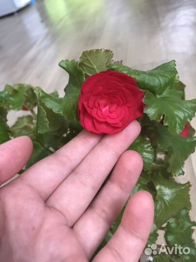 Бегония элатиор