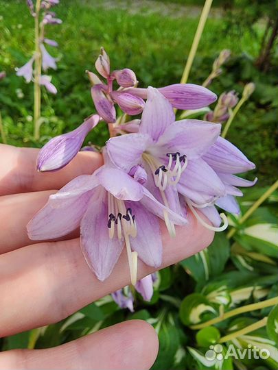 Хоста - кустик Undulata Mediovariegata