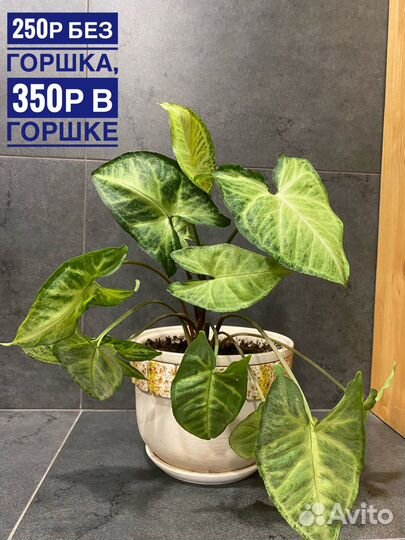 Сингониум, разные виды, лианы