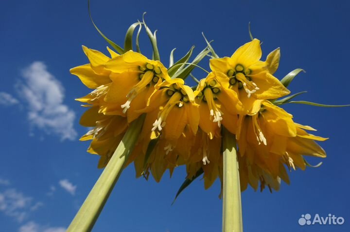 Рябчик Императорский