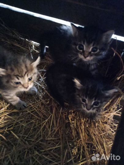 Кошка в дар