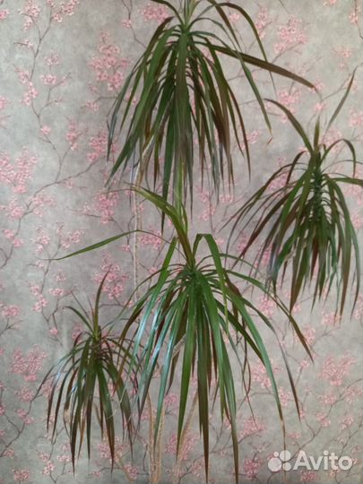 Пальма драцена