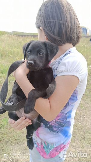 Маленькая собачка