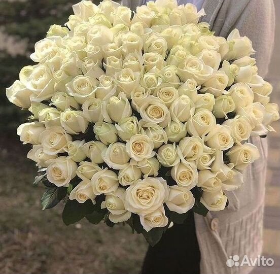 101 роза цветы букеты доставка 25 51 101 роза