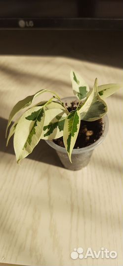 Фикус бенджамина старлайн