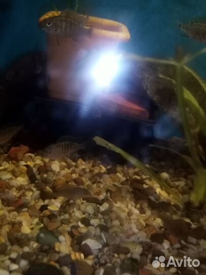 Рыбки аулонокары