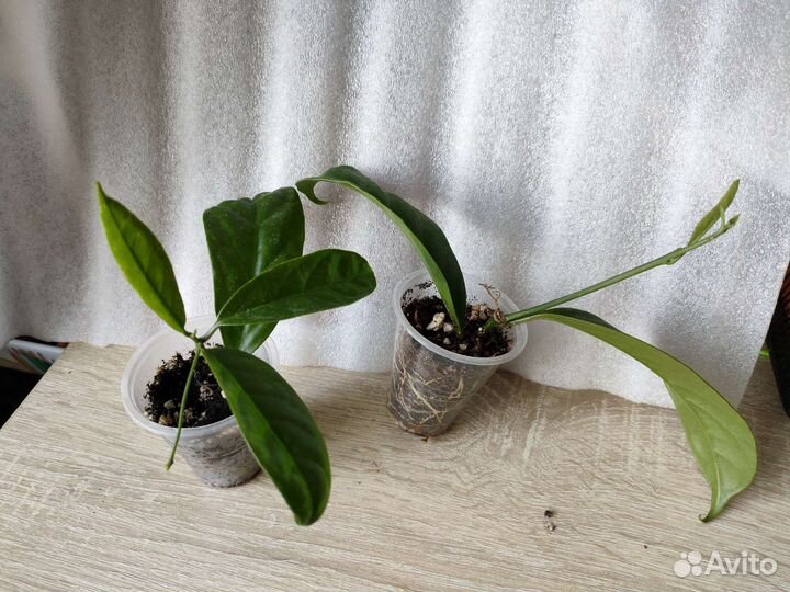 Маркея цитарексилум гардении