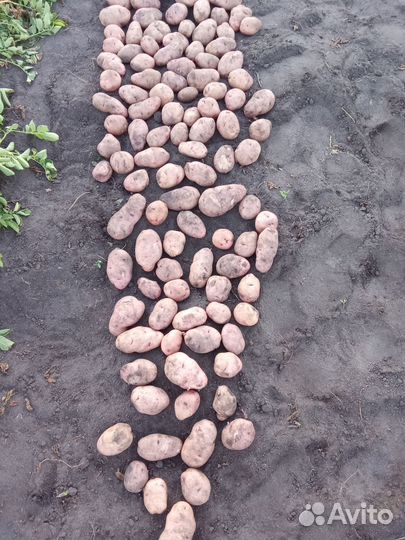 Продам картофель