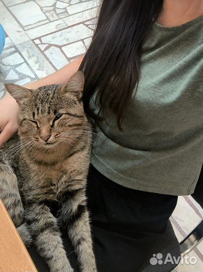 Кот Тихон в добрые руки