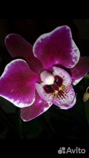 Домашние цветы