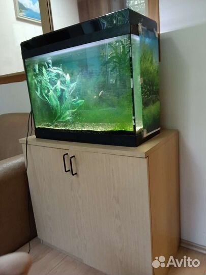 Аквариум с рыбками гуппи