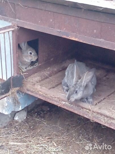 Продам кролик породы фландер