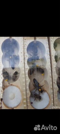 Пчеломатки 2024