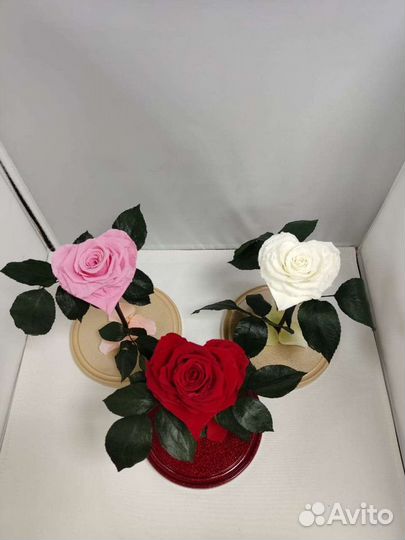 Роза в колбе