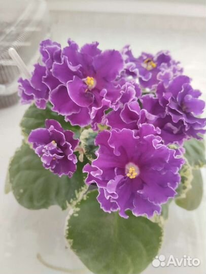 Фиалка ко- Пасмурный декабрь