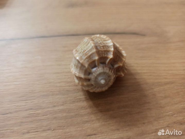 Морская раковина