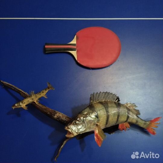 Чучело рыбы