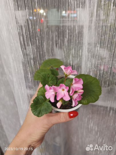 Пеларгония герань