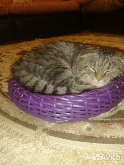 Лежанка для кошек из экоротанга