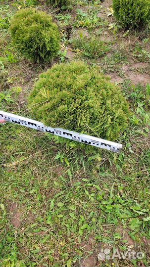 Туя Даника 40-50 см