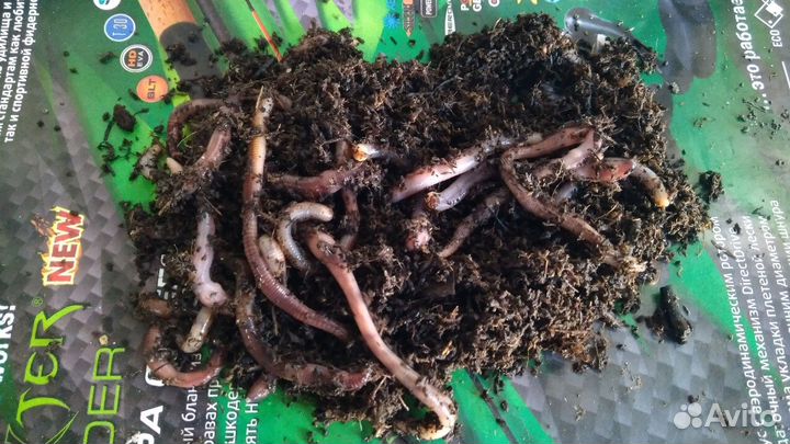 Черви. Опарыш