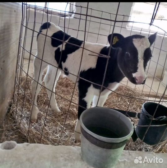 Телочки бычки