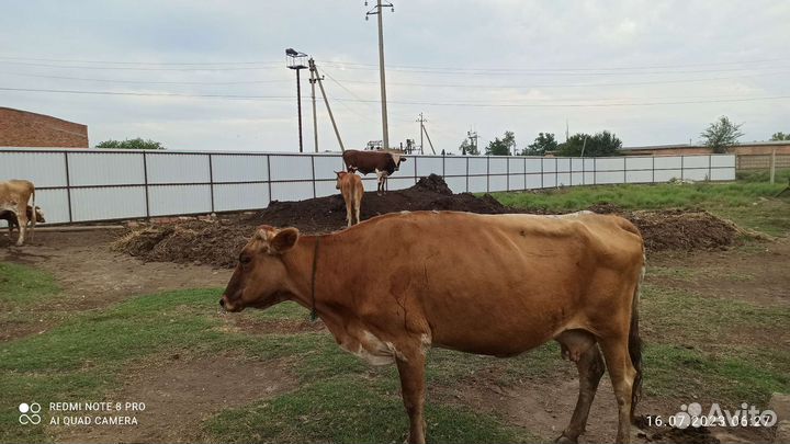 Корова с теленком