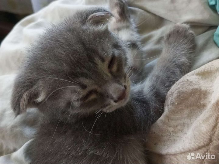 Шотландская вислоухая