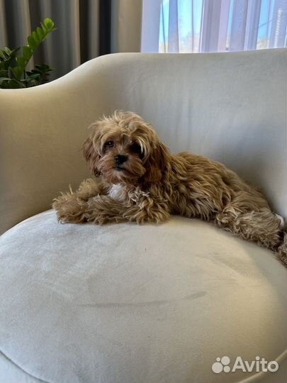 Щенки кавапу мальчик