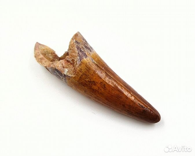 Зуб крокодила Elosuchus, Марокко / Окаменелости