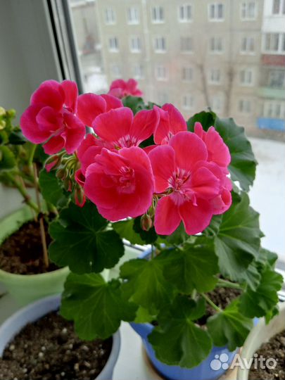 Саженцы пеларгонии