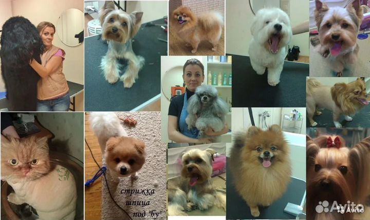 Стрижка кошек или котиков, собак. бесплатный выезд