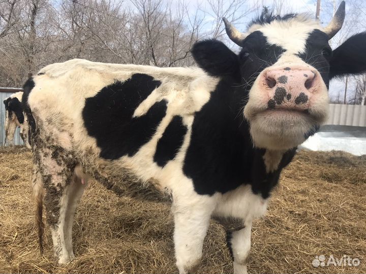 Корова и телки