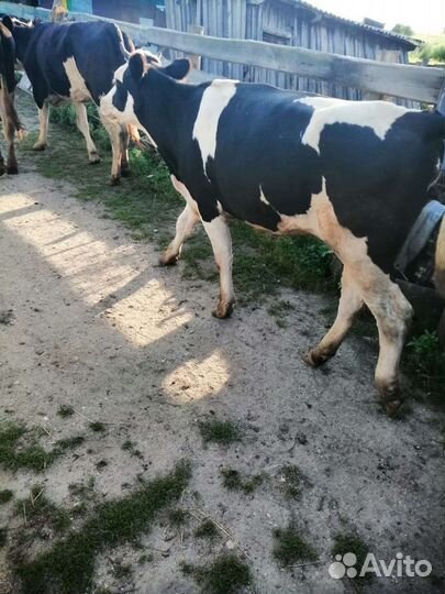 Корова стельная, тёлка, телята на доращивание