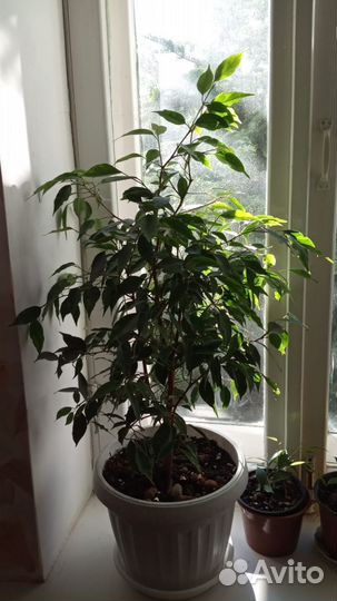 Фикус бенджамина