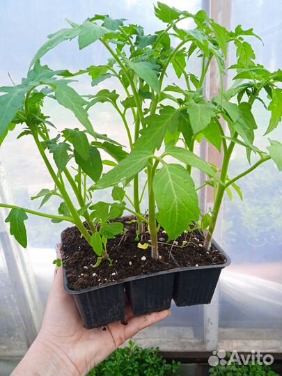 Рассада помидор и перцев баклажанов