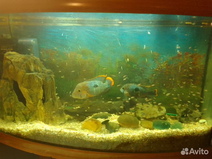 Акара бирюзовая