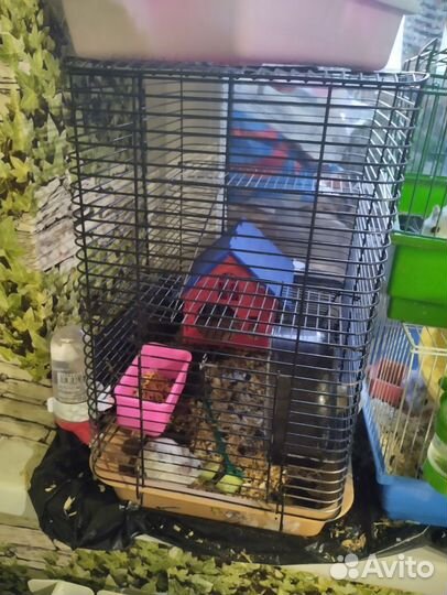Клетки с хомяками