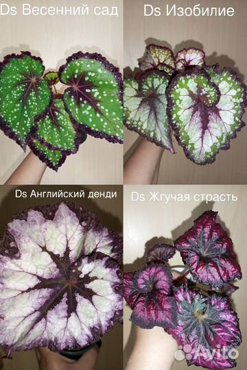 Бегония декоративнолиственная