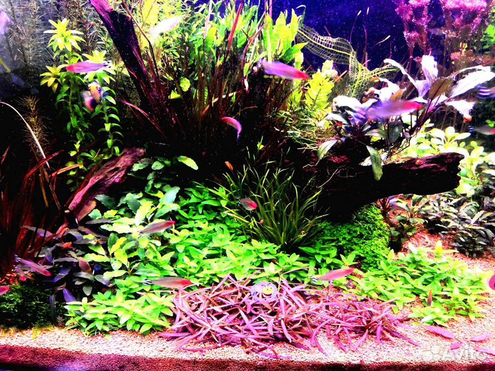 Растения для аквариума