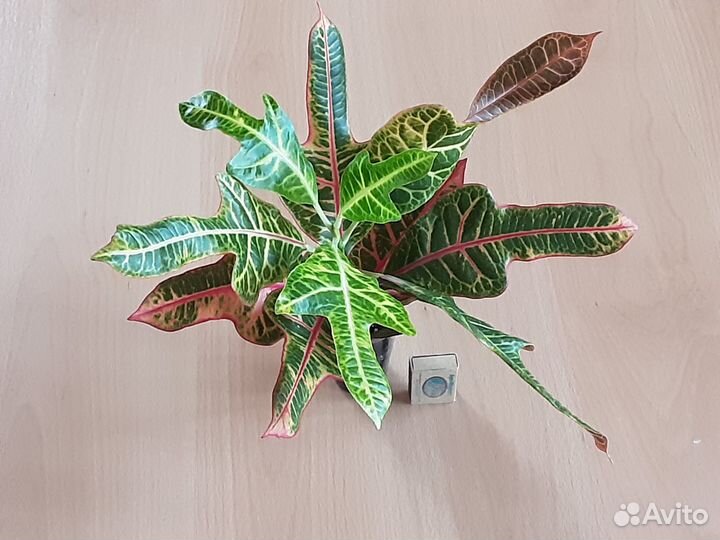 Сортовые кротоны