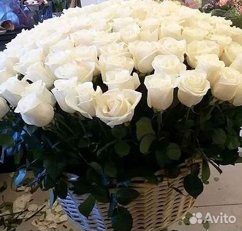 101 роза цветы букеты доставка 25 51 101 роза