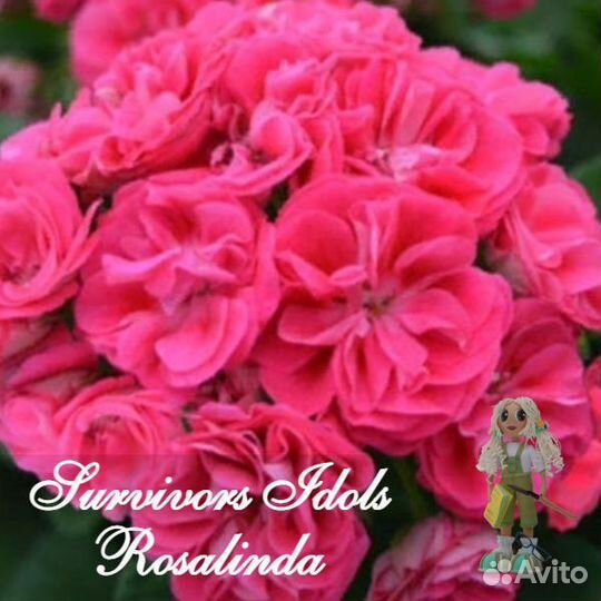 Пеларгония герань сортовая розебудная