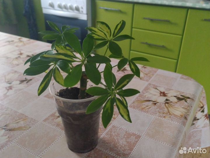 Шефлера в 200гр стаканчике